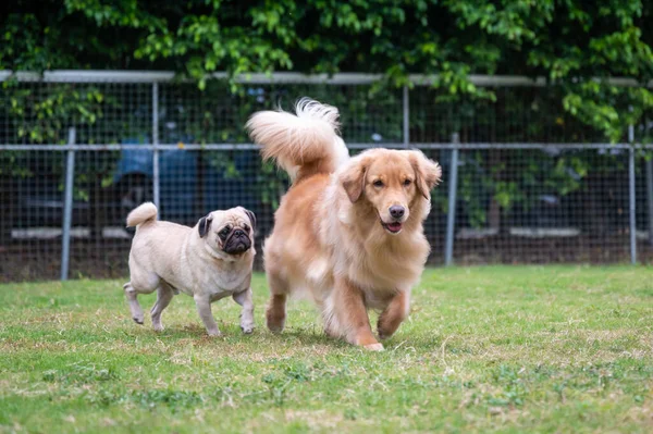 Golden Retriever Παίζει Στο Γρασίδι — Φωτογραφία Αρχείου