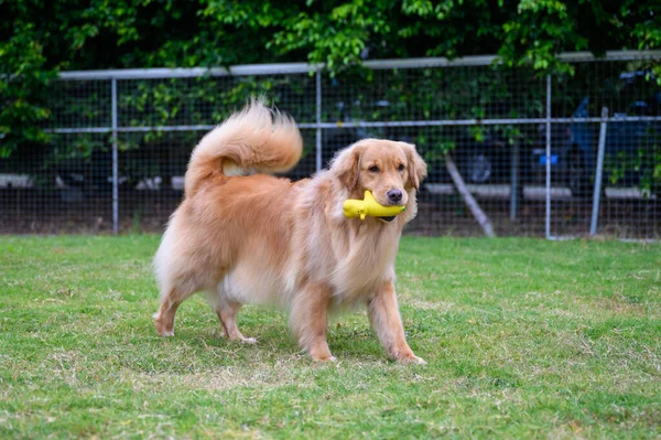 Golden Retriever Παίζει Στο Γρασίδι — Φωτογραφία Αρχείου