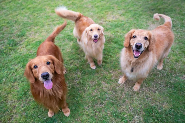 Golden Retriever Brincando Alegremente Grama — Fotografia de Stock