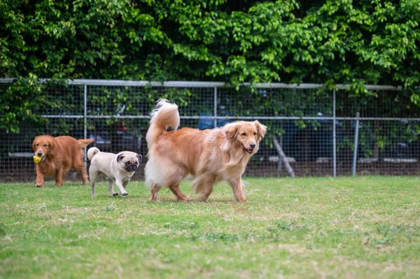 Golden Retriever Παίζει Στο Γρασίδι — Φωτογραφία Αρχείου