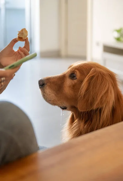 Golden Retriever Guarda Cibo Nella Sua Mano Sbavare — Foto Stock