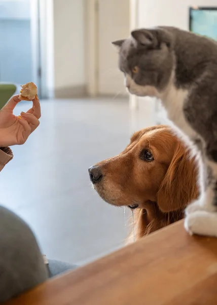 Golden Retriever Guarda Cibo Nella Sua Mano Sbavare — Foto Stock