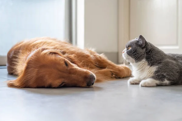 Brittiska Stenografien Och Golden Retriever — Stockfoto