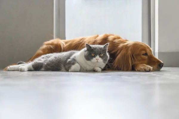 Βρετανική Shorthair Και Golden Retriever — Φωτογραφία Αρχείου