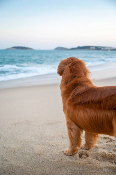 Golden Retriever Beach Sea — Stock Photo, Image