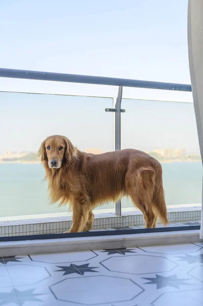Golden Retriever Stojący Balkonie — Zdjęcie stockowe