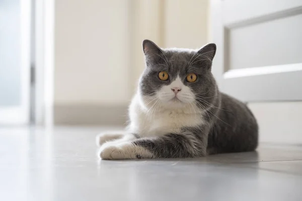 Britânico Shorthair Deitado Chão — Fotografia de Stock