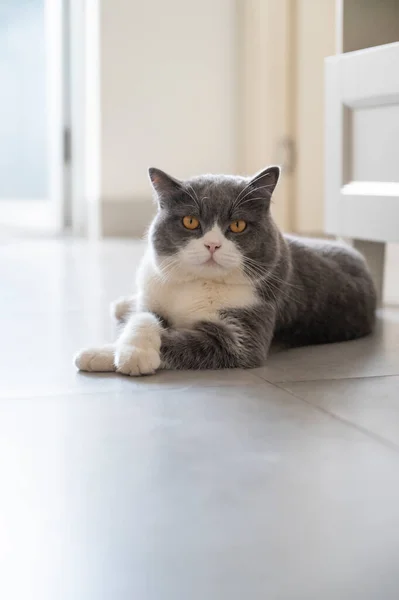 British Shorthair Tergeletak Lantai — Stok Foto