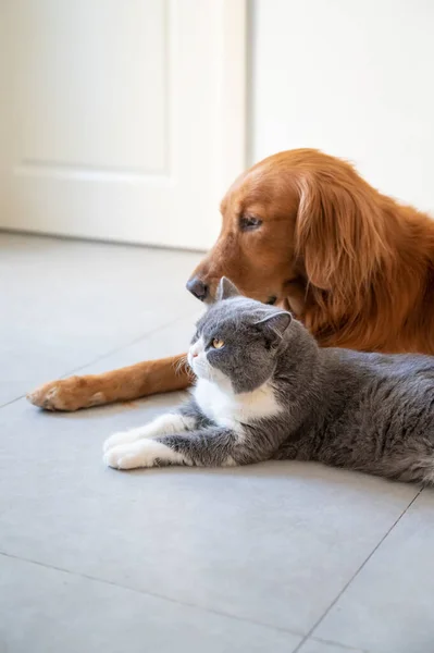 British Shorthair Golden Retriever — Fotografia de Stock