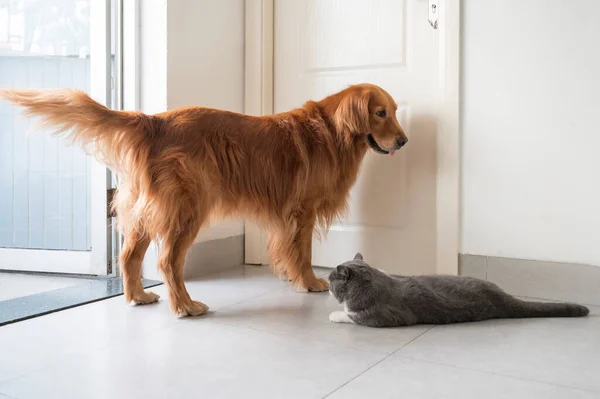 Shorthair Britannico Golden Retriever — Foto Stock