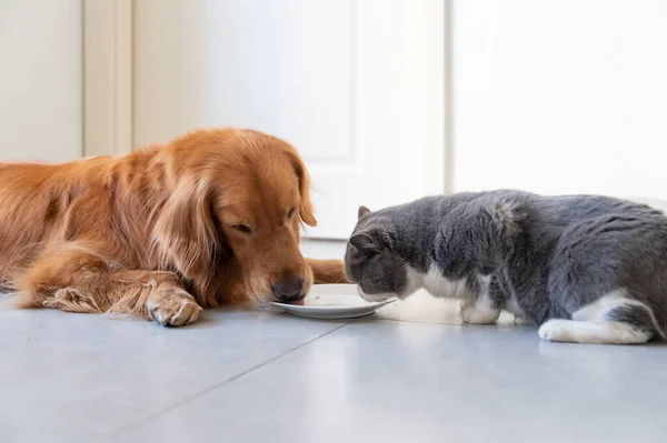 Golden Retriever Και British Shorthair Τρώνε Μαζί — Φωτογραφία Αρχείου