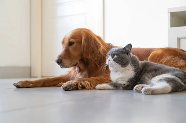 British Shorthair Golden Retriever — Stock Photo, Image