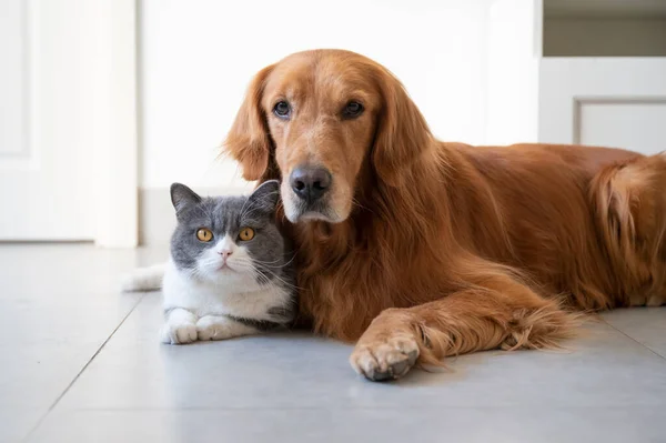 Brittiska Stenografien Och Golden Retriever — Stockfoto