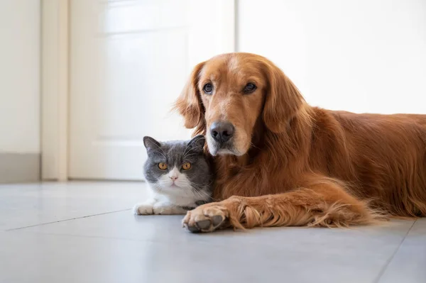 British Shorthair Golden Retriever — Fotografia de Stock