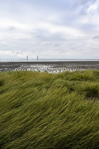 Herbe Riveraine Pont Éloigné — Photo