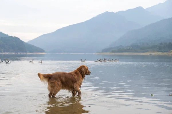 Retrievers Vão Jogar Lago Esta Noite — Fotografia de Stock