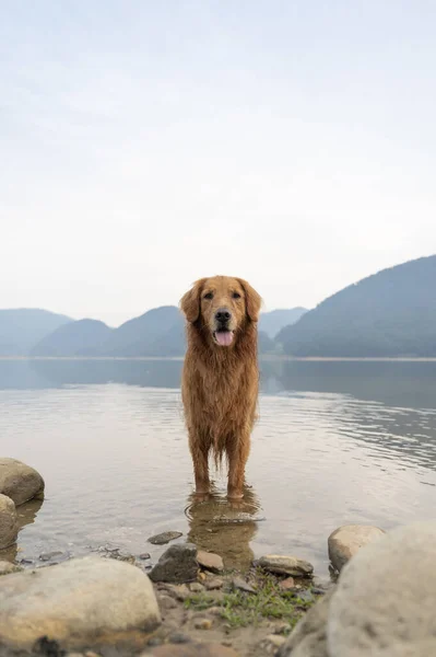 Golden Retriever Água Junto Lago — Fotografia de Stock