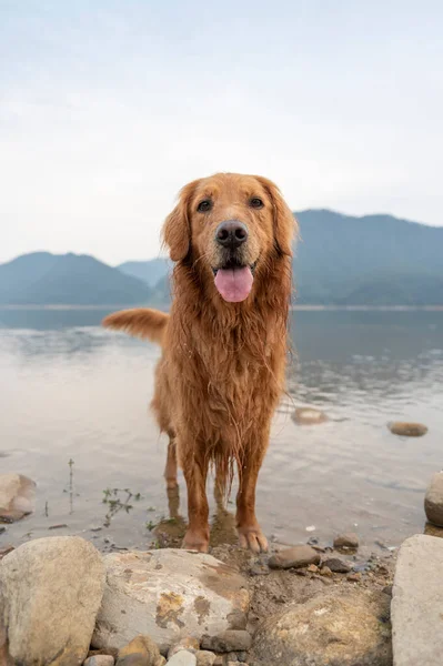 Golden Retriever Água Junto Lago — Fotografia de Stock