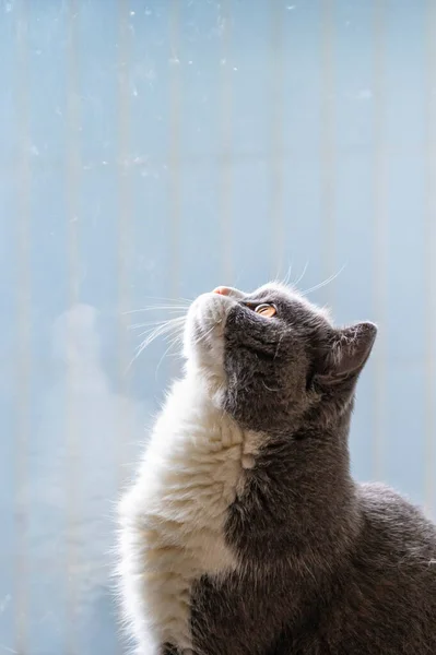 英国短毛猫抬头看 — 图库照片