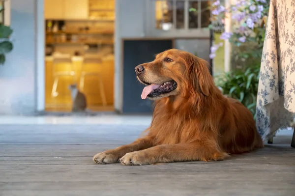 Golden Retriever Sdraiato Sul Pavimento Sorridente — Foto Stock