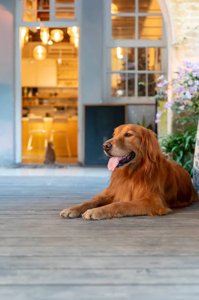 Golden Retriever Sdraiato Sul Pavimento Sorridente — Foto Stock