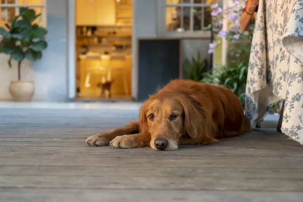 Golden Retriever Sdraiato Sul Pavimento — Foto Stock