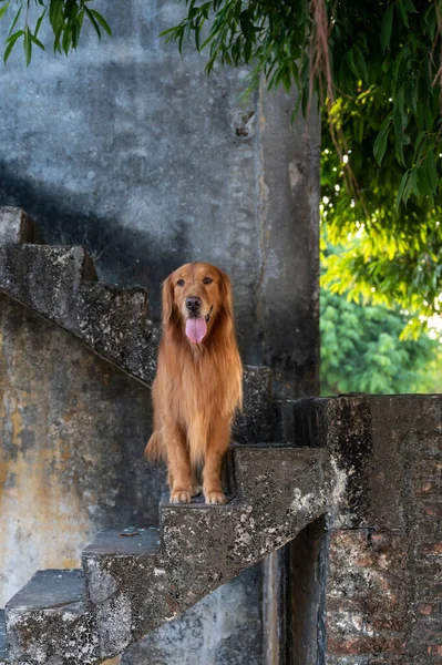 Golden Retriever Fica Sozinho Alto Das Escadas — Fotografia de Stock