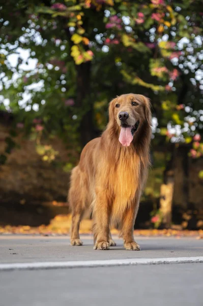 Golden Retriever Samotnie Spacerujący Świeżym Powietrzu — Zdjęcie stockowe