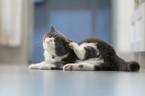 British Shorthair Cat Scratching Floor — Stock Photo, Image