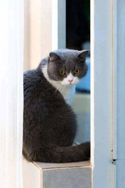 Britânico Gato Shorthair Sentado Peitoril Janela — Fotografia de Stock