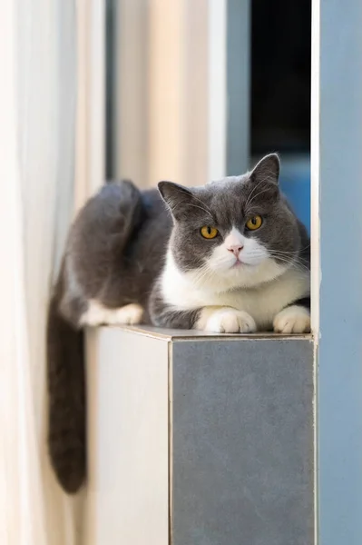 Bonito Britânico Shorthair Deitado Peitoril Janela — Fotografia de Stock