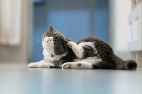 Βρετανική Γάτα Shorthair Ξύσιμο Στο Πάτωμα Royalty Free Φωτογραφίες Αρχείου