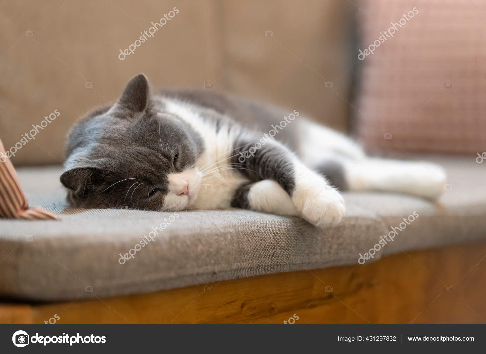 https id depositphotos com 431297832 stock photo british shorthair lying sofa html