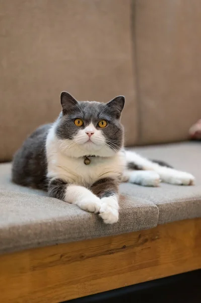 Британский Shorthair Лежащий Диване — стоковое фото