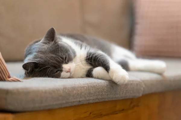 Британский Shorthair Лежащий Диване — стоковое фото