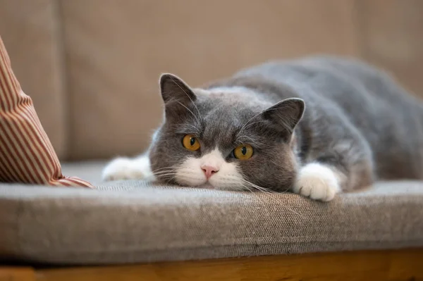 British Shorthair Couché Sur Canapé — Photo