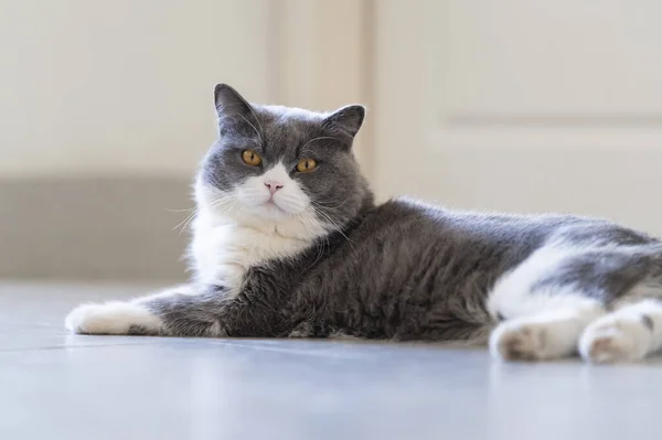 British Shorthair Yaciendo Suelo — Foto de Stock