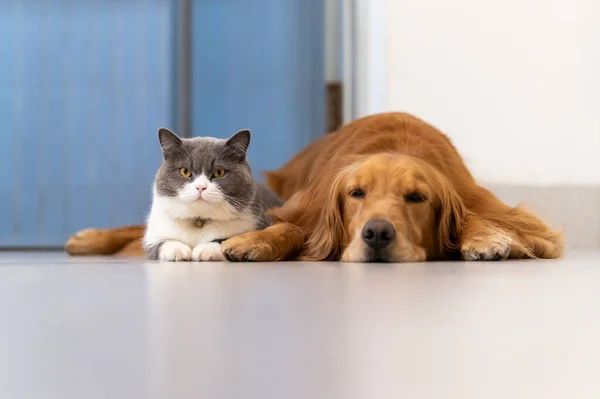 Britisch Kurzhaar Und Golden Retriever — Stockfoto