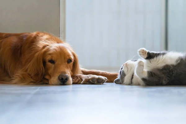 Βρετανική Shorthair Και Golden Retriever — Φωτογραφία Αρχείου