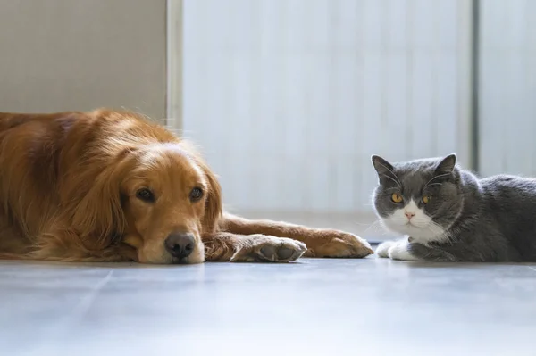 Βρετανική Shorthair Και Golden Retriever — Φωτογραφία Αρχείου