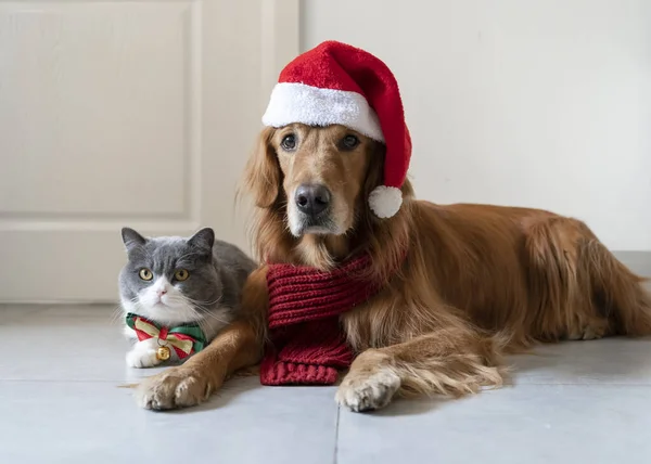 크리스마스 의상을 리트리버와 쇼트어 — 스톡 사진