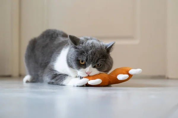 Короткометражный Кот Играет Игрушками — стоковое фото