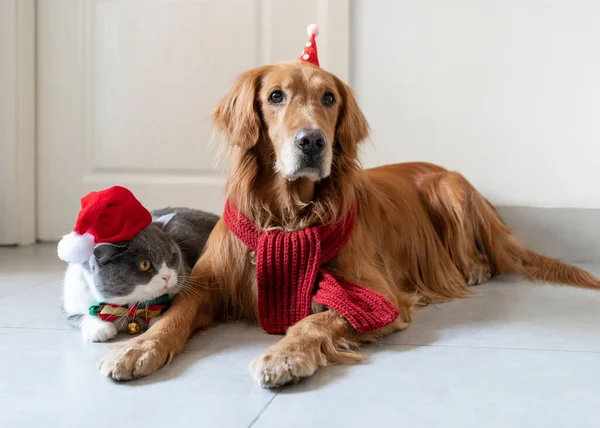 ゴールデンレトリバーと英国のショートヘア猫はクリスマスの衣装で床に横たわっています — ストック写真