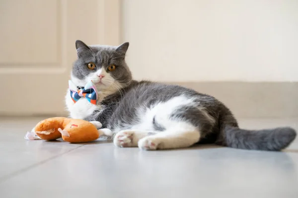 Gatinho Bonito Deitado Chão — Fotografia de Stock