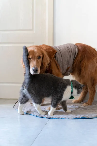 Golden Retriever Och Brittiska Stenografien — Stockfoto