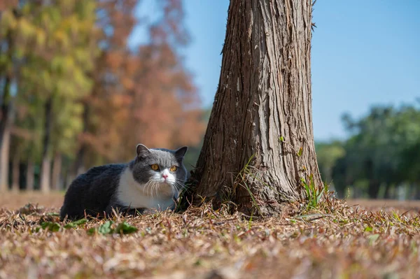 Britânico Gato Shorthair Deitado Grama Lado Árvore — Fotografia de Stock