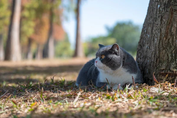 英国的短毛猫躺在树旁的草地上 — 图库照片