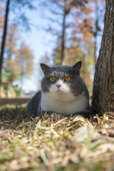 British Shorthair Cat Lying Grass Tree — Stock Photo, Image