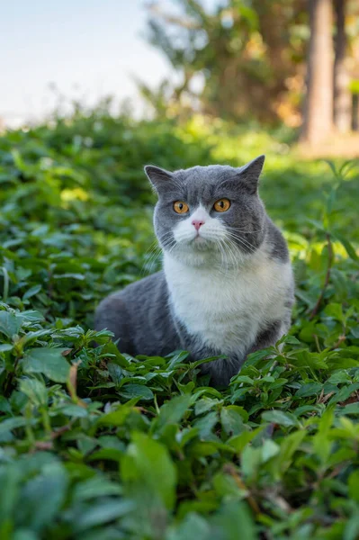 Britská Krátkosrstá Kočka Skrývající Trávě — Stock fotografie