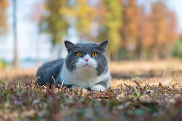 British Shorthair Couché Sur Herbe — Photo